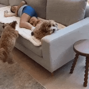 🔥Last Day 60% OFF🎁Cosy Plush Pet Seat Sofa Cover